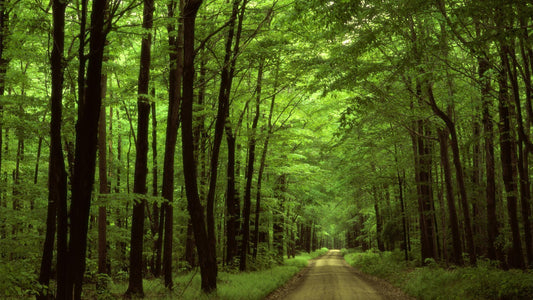 Practice Yoga in Nature - The Healing Magic of Forest Bathing